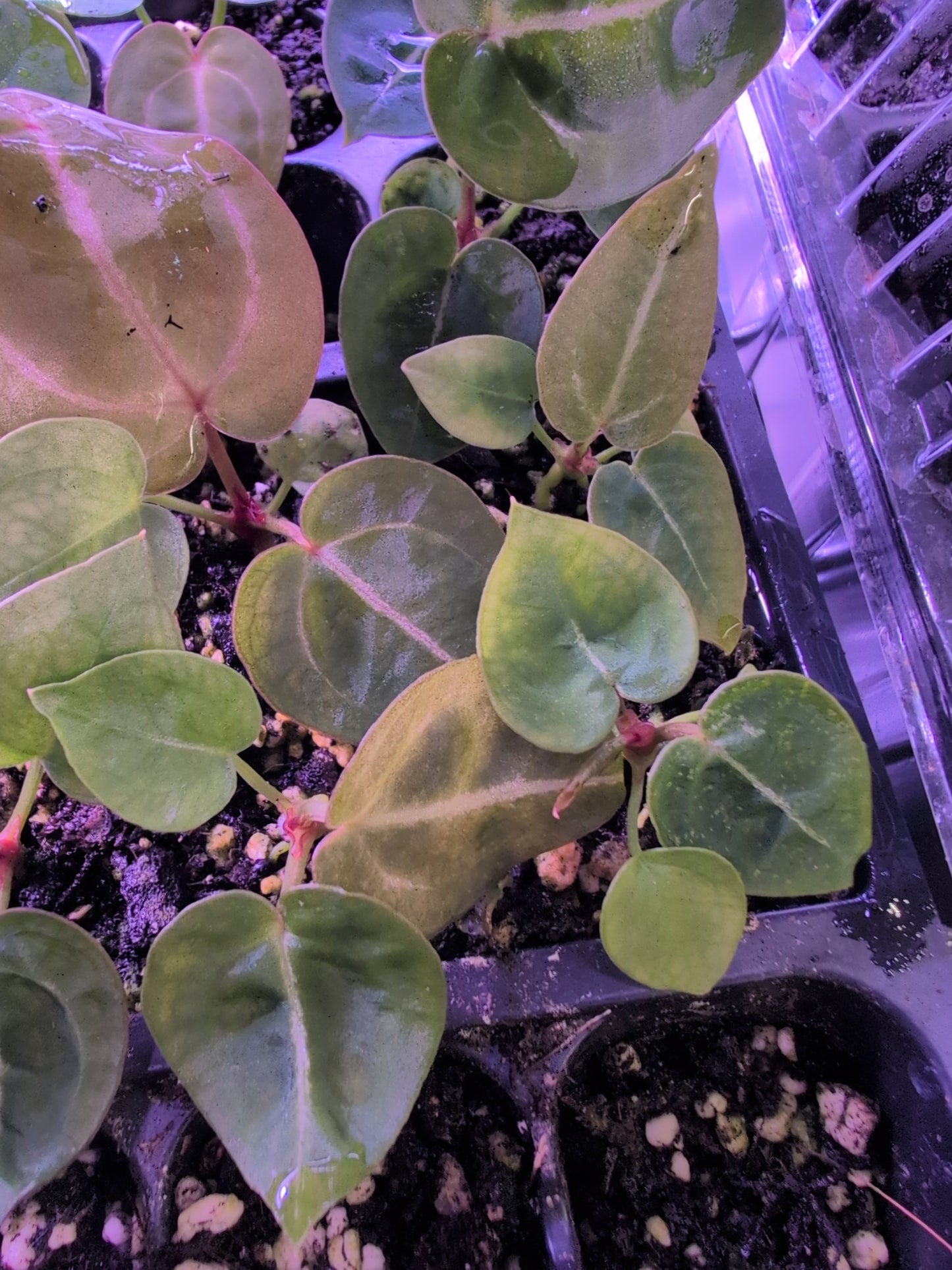 Anthurium Michelle x Tim Anderson Black x Villenaorum