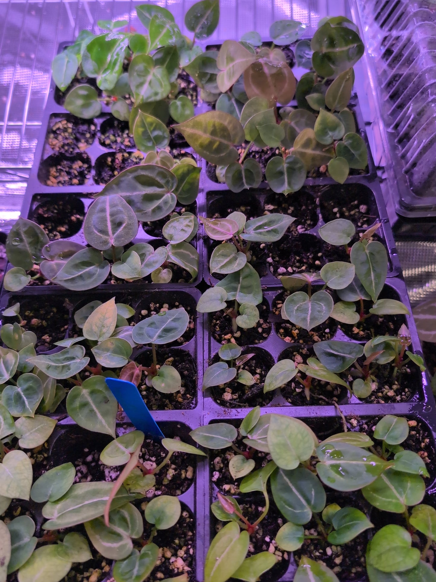Anthurium Michelle x Tim Anderson Black x Villenaorum