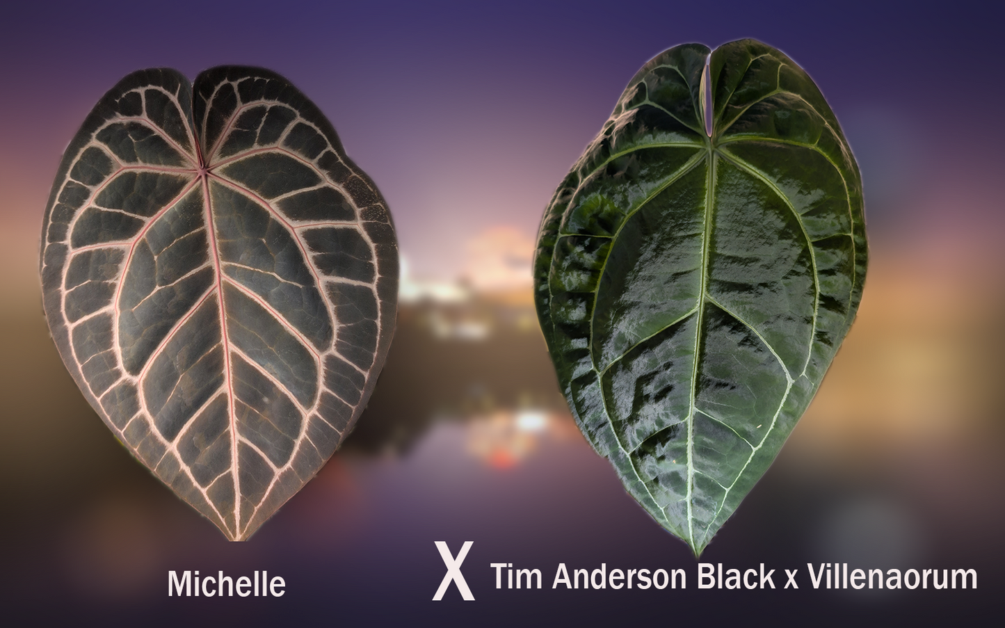 Anthurium Michelle x Tim Anderson Black x Villenaorum