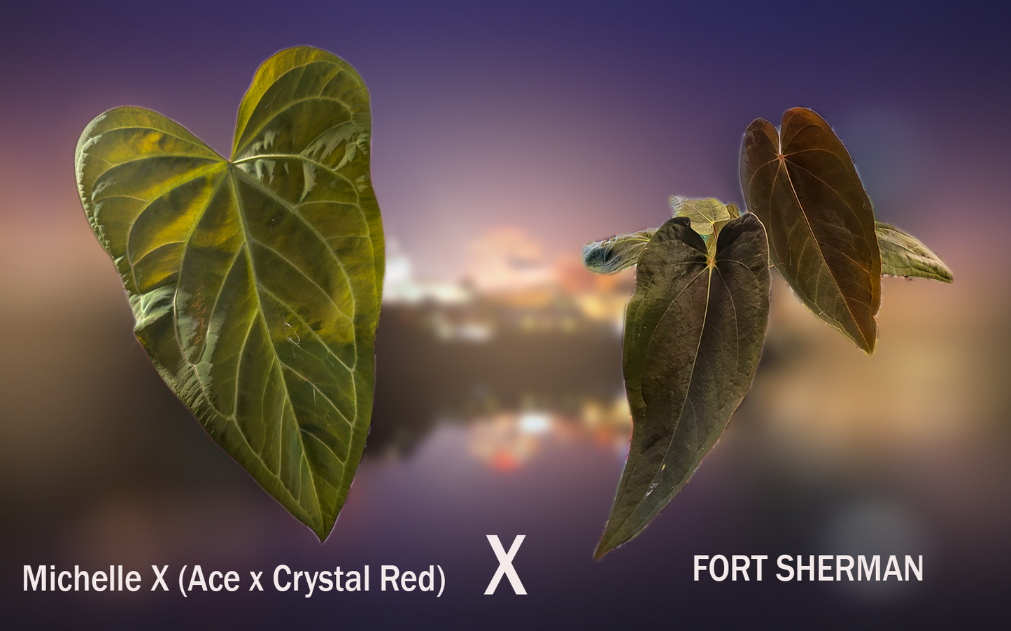 Anthurium Michelle x (Ace x Crystal Red) x Fort Sherman